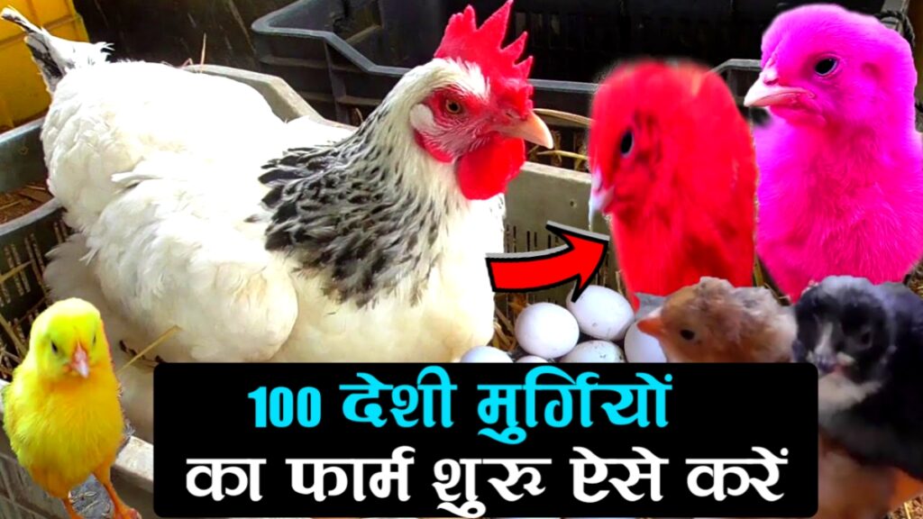 100 देशी मुर्गियों का फार्म शुरू करें ऐसे : Business Idea