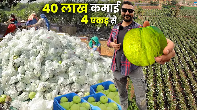 25 साल का लड़का बेचता है एक किलो का एक अमरूद : Guava Farming Business Idea